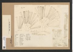 Ardissonia fulgens (Grev.?) Grun. (de-Toni-Nr.: Genus 68, Species 2676) Zeichnungen Sammlung Grunow Nr. 5477 (NHMW-BOT-W0373903)